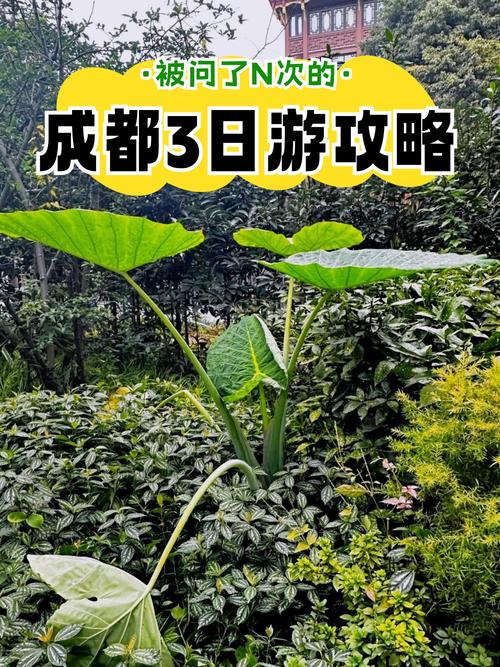 成都休闲指南_休闲城市成都_休闲的成都